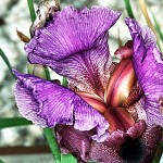 Une iris aux couleurs de l'arc en ciel. אירוס